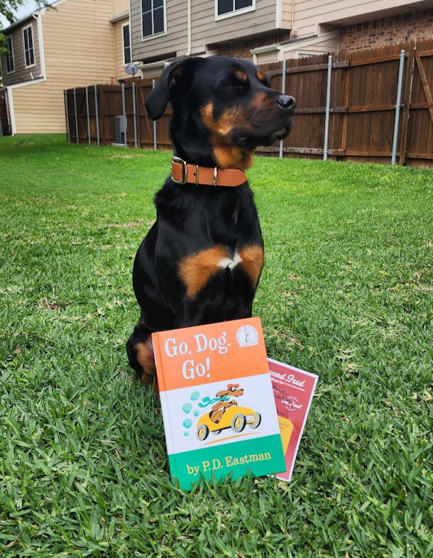 Stevie - Testimonial